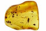 Fossil Fly (Diptera) In Baltic Amber #109507-3